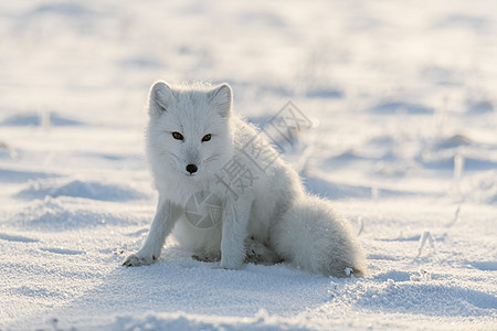 冬季在苔原的野北极狐 白北极狐坐着毛皮狐狸打猎动物晴天食肉猎人气候捕食者背景图片