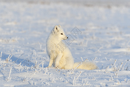 北极狐在野生苔原中 北极狐坐着爪子视频猎人背景荒野尾巴捕食者白狐晴天兔兔图片
