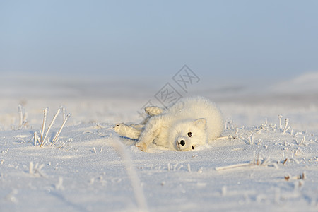 野生苔原上的北极狐 北极狐躺着 睡在苔原捕食者背景动物野生动物狐狸爪子晴天白狐荒野尾巴图片