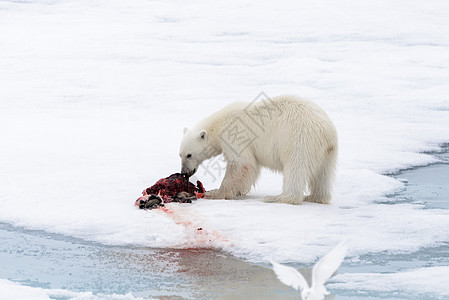 北极熊在冰块上吃海豹野生动物摄影旅行男性动物哺乳动物环境荒野海事捕食者图片