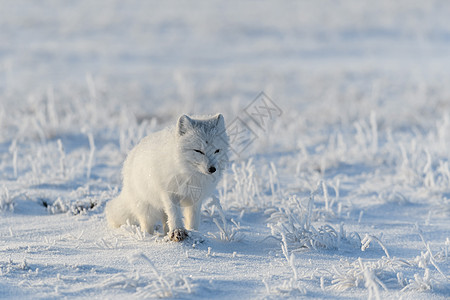 冬季在苔原的野北极狐 白北极狐狐狸捕食者打猎毛皮食肉动物尾巴爪子白狐荒野图片