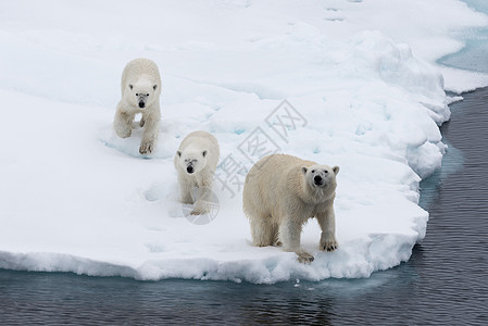 北极熊在挪威斯瓦尔巴北极以北的圆冰上的母亲和双幼崽荒野动物男性野生动物环境哺乳动物摄影气候捕食者海事图片