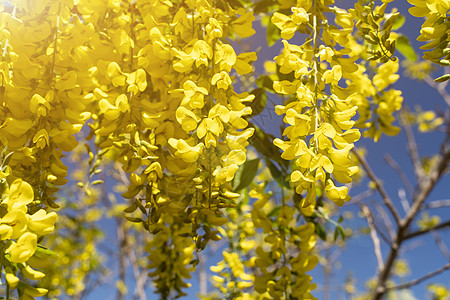 在蓝天背景的开花的黄色相思树 决明子瘘黄色花 长枝上的金合欢花 特写镜头 有选择的焦点图片