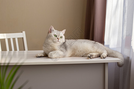 一头豪华的白色英国猫 躺在房间的白桌子上 窗边图片