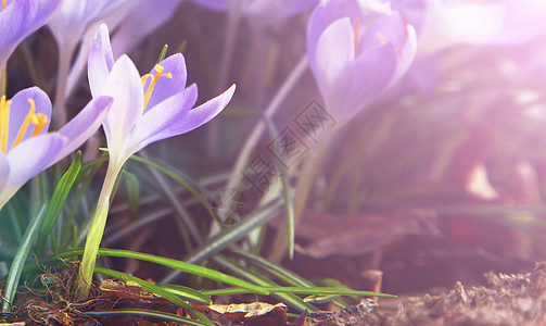 在阳光明媚的春天 温柔地关注紫花朵宏观植物群叶子草地场地花瓣野花花坛生长花园图片