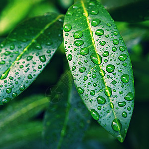 有水滴的美丽的绿色叶子 露珠 天然绿色背景 春天和植物的概念雨滴飞沫植物学液体气泡生活花园生长树叶草本植物图片
