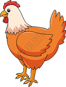 鸡鸡卡通彩色剪贴板家禽翅膀小鸡母鸡孩子们绘画卡通片羽毛手绘颜色图片