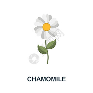 洋甘菊平面图标 鲜花系列中的彩色元素标志 平面洋甘菊图标标志 用于网页设计 信息图表等图片
