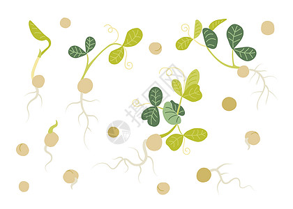 手工画绿色豆子微绿草图园艺叶子电子商务标签香料草本植物芳香手绘种子图片