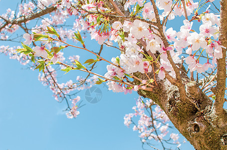 樱花在日本宫岛的樱花盛开图片