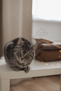 长得很滑稽的苏格兰直猫 肖像猫 可爱猫在室内拍摄家庭宠物朋友生活哺乳动物毛皮格子房间爪子虎斑图片