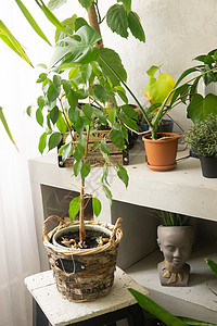 内部的碎片 里面有各种室内植物和石膏雕塑 城市丛林概念 生物生物学设计等温室房间园艺趋势园林花园树叶亲生物花朵绿色植物图片