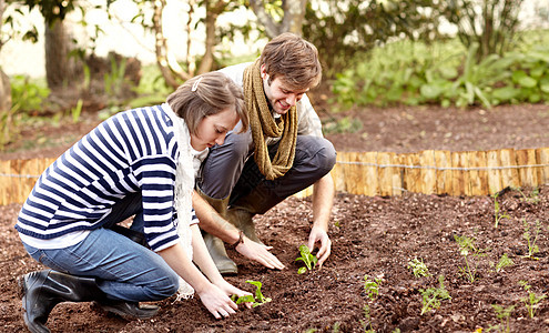 一对年轻夫妇一起在蔬菜园植树苗的镜头 被拍到 他们把树苗放在了花园里图片