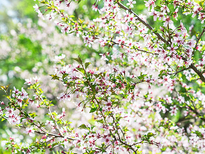 樱花盛开的分支 春天盛开着粉红色花蕾的樱花盛开的灌木丛 在四月开花图片