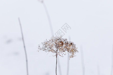 在冬天多雪的原野上干冻花 季节性寒冷的自然背景 冬季景观细节 野生植物在草地上结冰并覆盖着冰雪图片