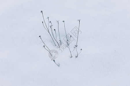 冬天雪地上结冰的草 季节性寒冷的自然背景 冬季景观细节 野生植物在草地上结冰并覆盖着冰雪图片