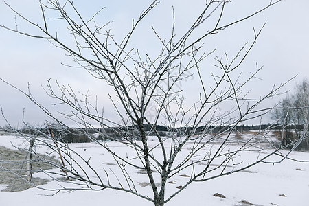 树枝上的霜霜 美丽的冬天背景图片