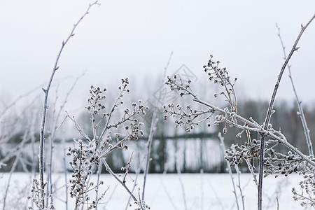 冬天雪地上的草和花的干枝 季节性寒冷的自然背景 冬季景观细节 野生植物在草地上结冰并覆盖着冰雪图片