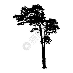 白色背景的松树圆背影被孤立木头植物树干插图木材针叶树荒野硬木支撑风景图片