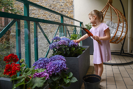 阳台上的女孩植物紫色Hydrangea图片