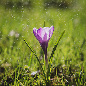 单紫色克罗库斯花 在轻夏的夏雨中图片