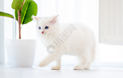 灯光室的拉格多猫哺乳动物蓝色猫咪爪子毛皮工作室宠物白色动物眼睛图片