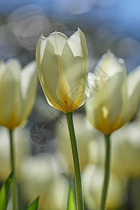 我花园里的白色郁金香 一张早春花园里美丽的白色郁金香的照片图片