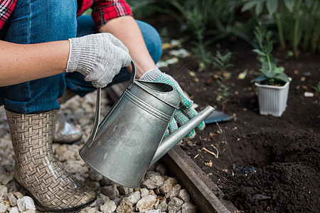 园艺 春天和生化的概念 在植物的浇水罐中植入花卉女孩花园打扫环境植物群女士植物学园丁叶子咖啡图片