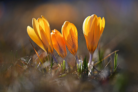 用鲜花的春天背景 色彩艳丽的开花番红花阳光明媚的日子里的藏红花 在春天的自然摄影花园植物季节紫色园艺墙纸植物群公园植物学美丽图片