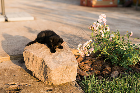 在石头上露户的黑小猫 宠物和家居猫的概念胡须草地毛皮短发动物公园眼睛警报猫咪小动物图片