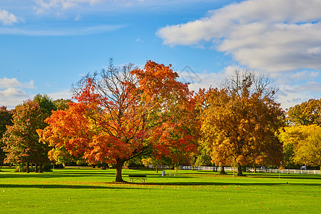 金球场上的秋树景观图片