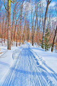 冬季漫步道路的雪景景观 树木和黄叶图片