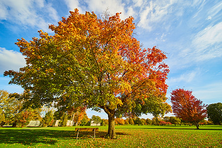金根树上美丽的秋树下面的座椅图片
