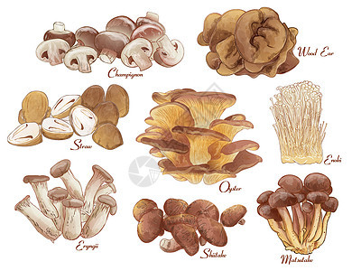 一组食用蘑菇组 背景 古代水彩色 带文字的矢量插图图片