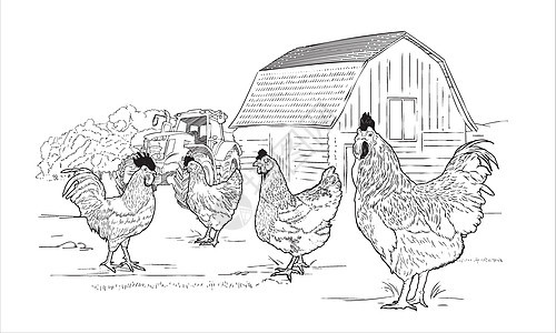 Wooden农庄草原草地雕刻鸡腿公鸡的草场草图 用牵拉机绘制黑白手牵引矢量插图图片