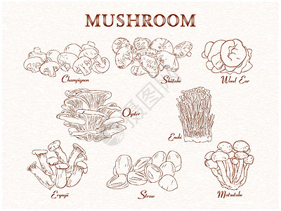 林芝松茸一套食用菌组 背景 复古一手拉 一手拉 带文字的矢量图解插画