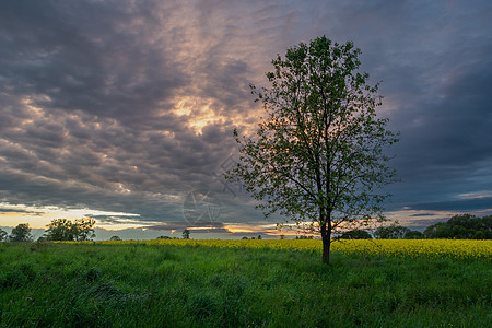 草原上的一棵树和日落后的夜云图片