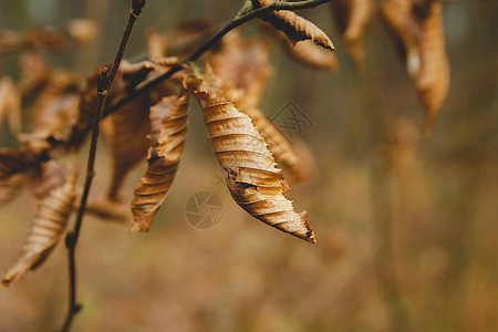 树枝上的白秋叶图片