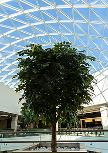 在一个大型现代购物中心里面的绿树办公室花园温室天空生态蓝色购物中心窗户热带农业图片