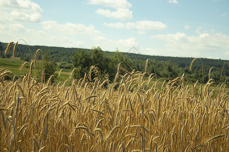 麦田和云 黑麦和天空 壮丽的风景 背景性质 蓝色和黄色 和平太阳金子生长农业种子农场阳光农村农田植物图片