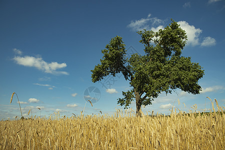 小麦和一棵孤独的绿树的全景字段 壮丽的风景 蓝天和金色的黑麦 自由 和平场地阳光场景天空云景橡树草地蓝色风光寂寞图片