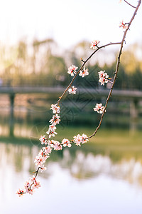 中国北京奥林匹克森林公园春景 鲜花盛开季节射线国家公园场地橙子岩石顶峰公吨太阳背景图片