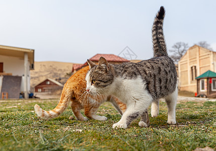 乡下一条漂亮的条纹街猫 两只猫大花猫流浪毛皮猫咪眼睛哺乳动物虎斑晶须爪子城市图片