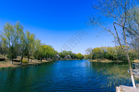 中国北京奥林匹克森林公园春景 鲜花盛开阳光日落射线风景公吨海拔岩石橙子农村植物图片