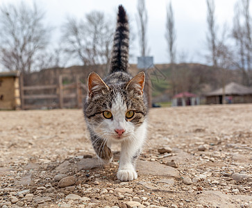 乡下一条漂亮的条纹街猫 猫坐着爪子城市哺乳动物街道猫科荒野毛皮动物宠物小猫图片