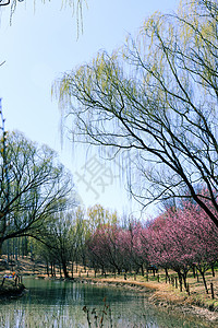 中国北京奥林匹克森林公园春景 鲜花盛开射线场地公吨蓝色紫色公园农村日落阳光森林图片