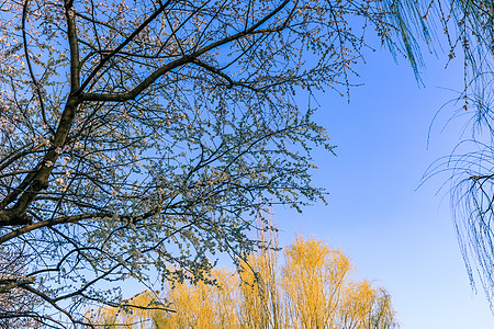 中国北京奥林匹克森林公园春景 鲜花盛开森林场地公园蓝色日落草地太阳国家阳光自由背景图片