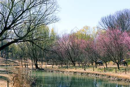 中国北京奥林匹克森林公园春景 鲜花盛开场地日落岩石太阳顶峰自由公吨国家花朵公园图片