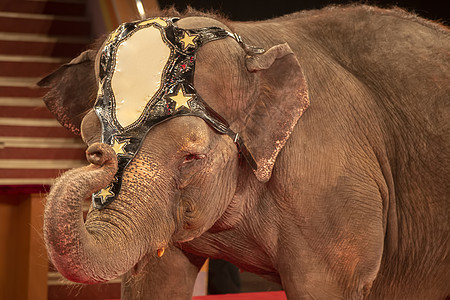 马戏团大象 与一个提高霍博特近身图片