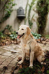 婚礼上的金色寻金犬庆典脖子花圈猎犬绿色褐色背景图片